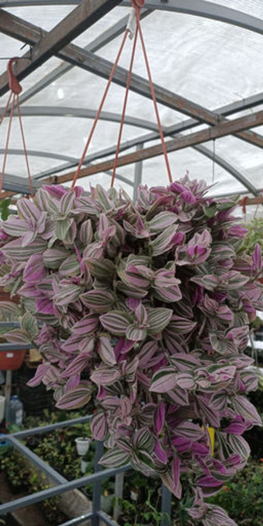 Традесканция Триколор - 1000корней фото 3