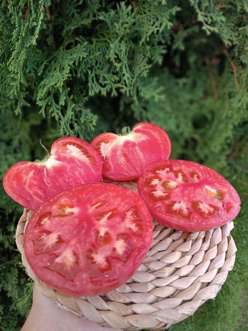 Томат ЗЛАТОУСТ коллекция Татьяны Штайнерт Авторская селекция - Уральский дачник фото 8