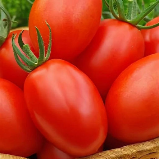 6241U Томат Ника F1 5шт