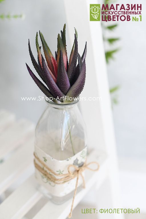 187 Хавортия - Без тм фото 2