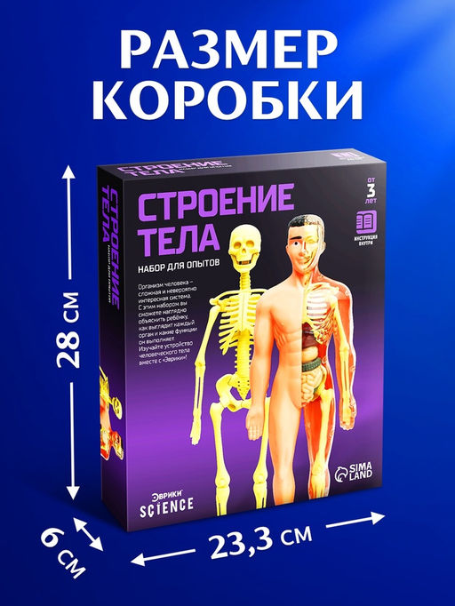 Набор для опытов Строение тела, анатомия человека - Эврики фото 13
