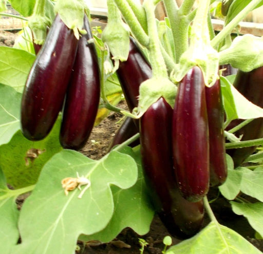 Баклажан Мизинчики - Little Fingers