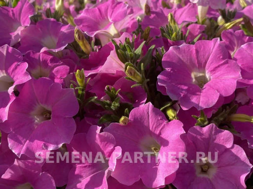 Петуния Лагуна Альбертина каскадная нежно-розовая - Партнер фото 6