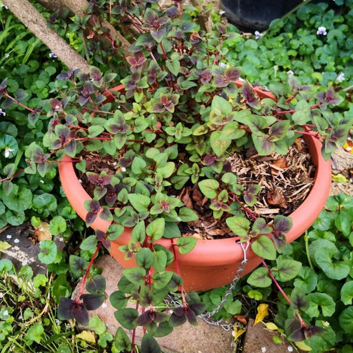 Вербейник скученноцветковый Персиан Шоколад - Долина роз фото 3