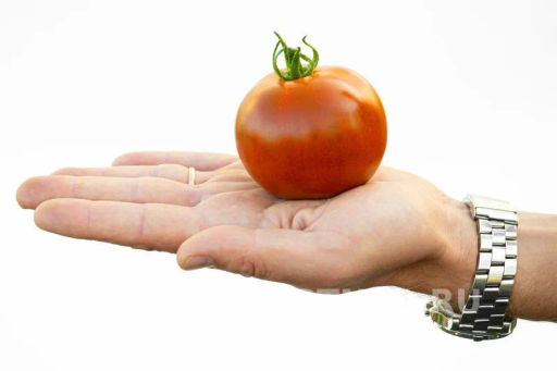 Томат Карен - Партнер фото 3