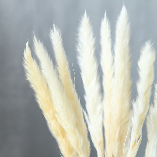 Сухоцвет «Камыш», набор 15 шт., бежевый