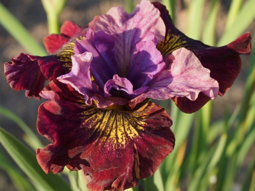 Ирис Miss Apple (Мисс Эппл) - Долина роз фото 5