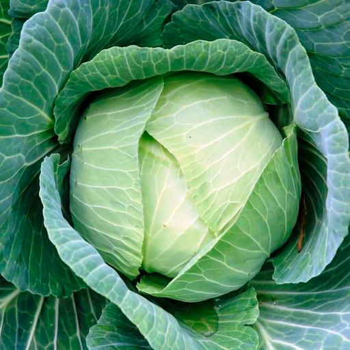 Капуста б/к Подарок "Кольчуга" 0,5г (НК)