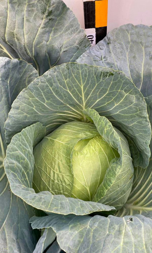 Капуста ДИВО ДИВНОЕ  Высочайшие засолочные качества! Дружное созревание кочанов! Урожайность до 12 кг/м.кв! - Уральский дачник фото 2