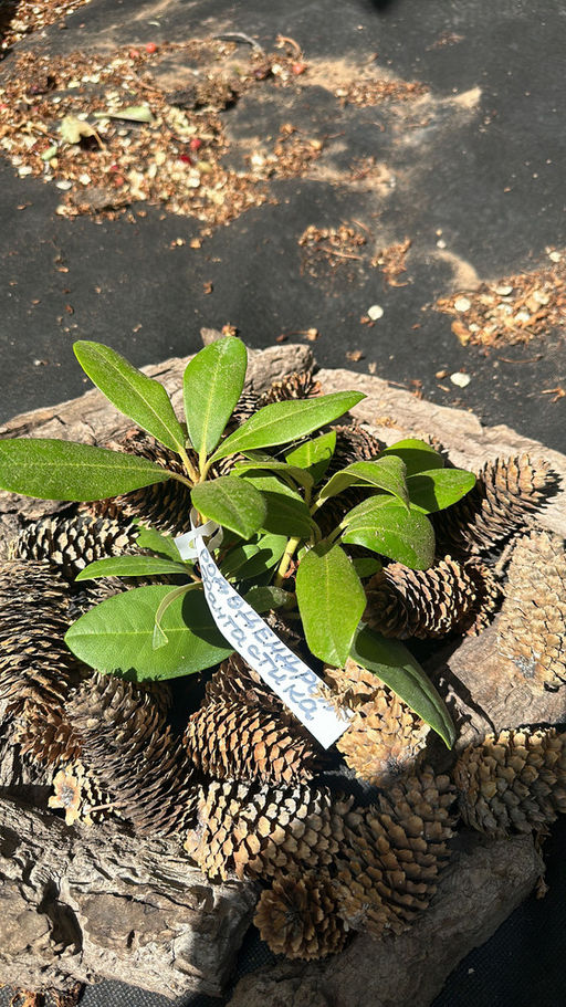 Рододендрон Фантастика