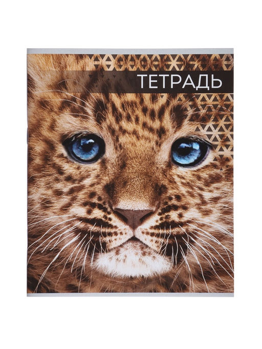 Комплект тетрадей из 4 штук, 48 листов в линейку «Дикие кошки», серые листы