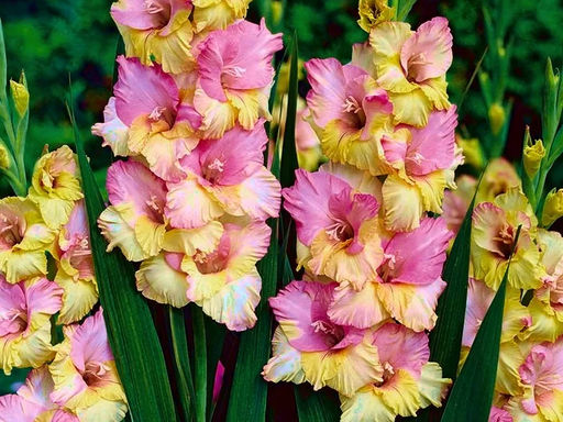 Гладиолус Mon Amoyr (Мон Амур) 5 шт