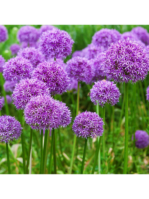 в составе ШЕРСТЬ Платок - Tantino фото 6