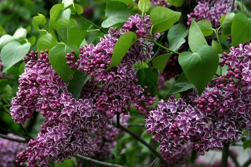 Сирень обыкновенная Сенсация, 2х летний