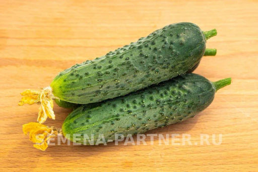 Огурец партенокарпический Меренга - Партнер фото 6