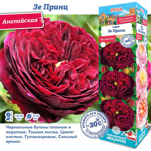 Роза Зе Принц (Английская) 1шт