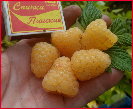 Малина ремонтантная Зюгана желтая