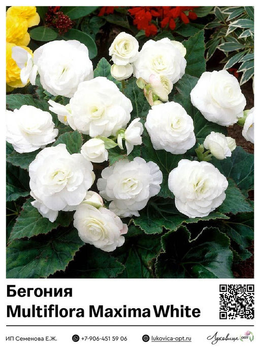 Бегония Multiflora Maxima White