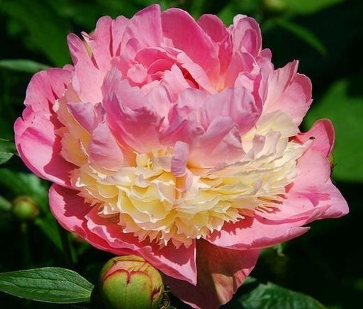 ПИОН Сорбет Разбор 2/3 n Кол-во упак., шт 1