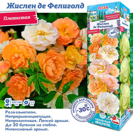 Роза Жислен де Фелиголд (Плетистая) 1шт