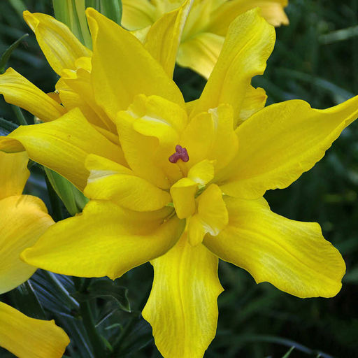 ЛИЛИЯ Томос Разбор 12/14 Кол-во упак., шт 5