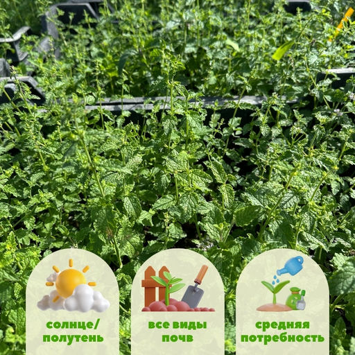 Мята Земляника мелколистная