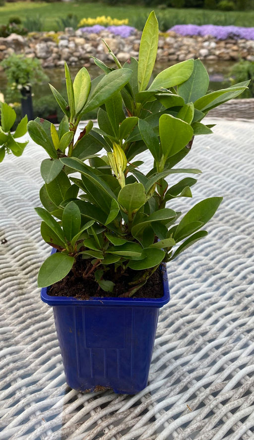 Рододендрон Каннингемс Уайт