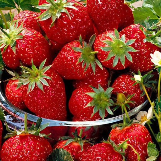Клубника Сюзетта