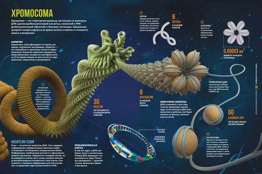 Тайны тела человека. Большая иллюстрированная энциклопедия. Сориано Д. - Махаон фото 4