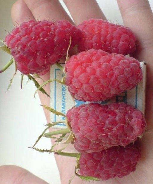 Малина Гигант Московский крупноплодная (коробка) 1шт