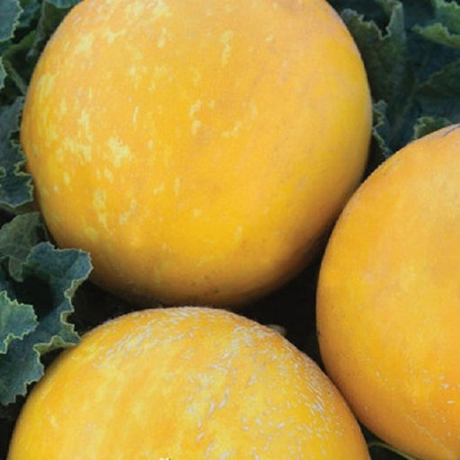 5015D Дыня Золотой шар 5шт