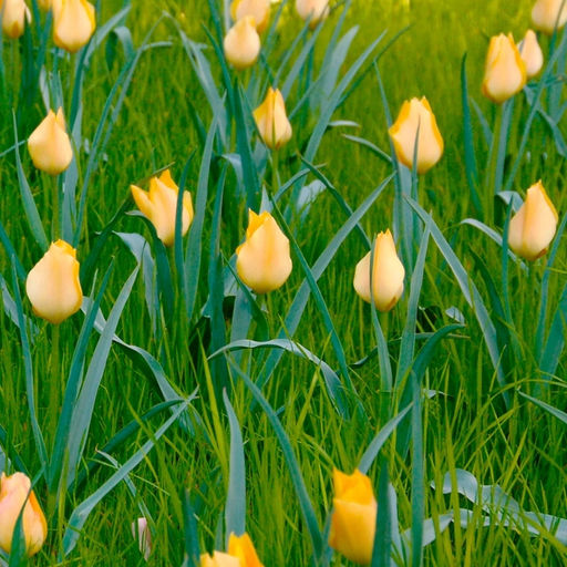 Тюльпан Брайт Гем