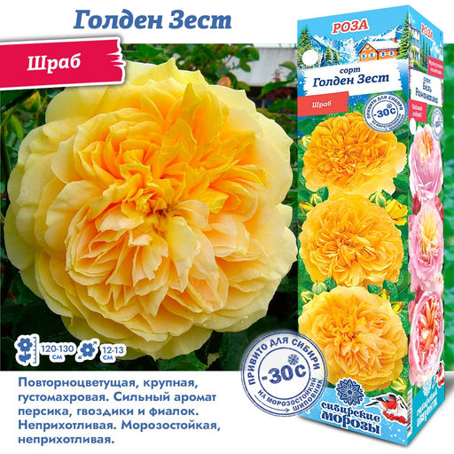 Роза Голден Зест (Шраб) 1шт