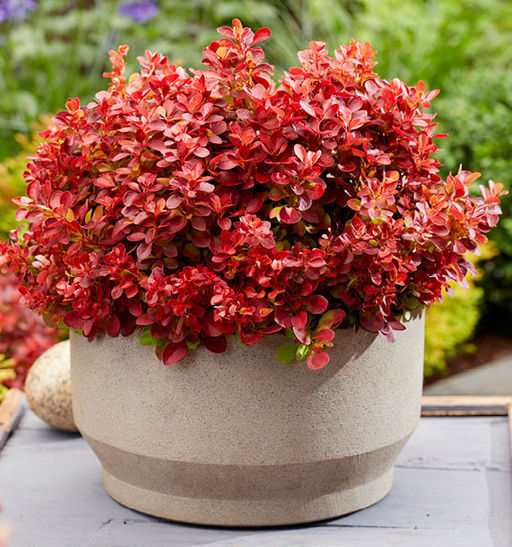 Барбарис Тунберга Lutin Rouge (Лютин Руж) - Голландские луковицы фото 4