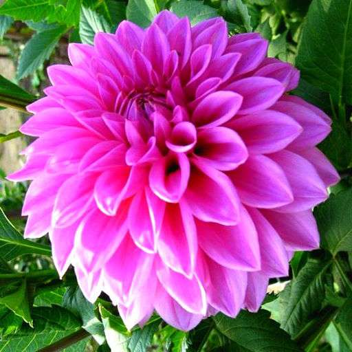 ГЕОРГИНА Артур Хамбли Разбор I Кол-во упак., шт 1