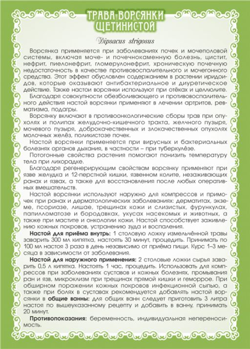 3 шт. Ворсянка щетинистая (золотая колючка), (трава) - Мариславна фото 3