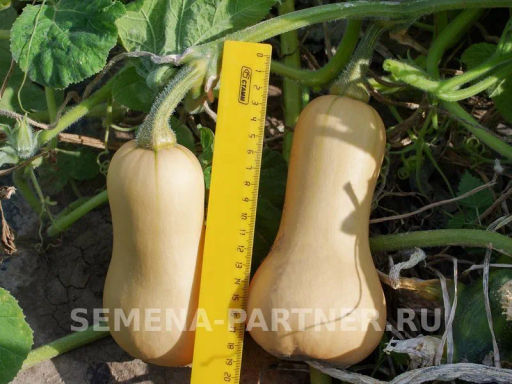 Тыква Страдивари - Партнер фото 2