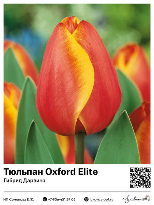 Тюльпан Oxford Elite (Гибрид Дарвина)