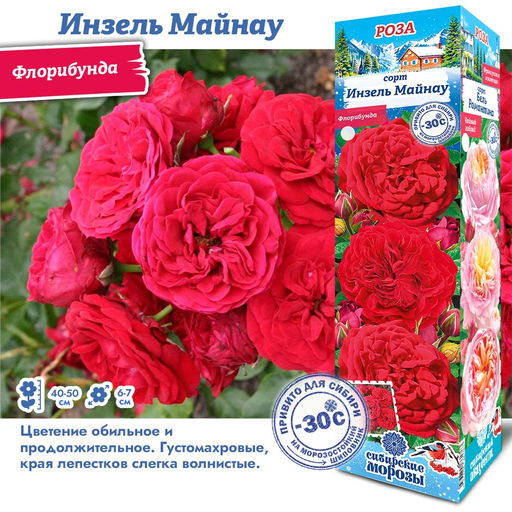 Роза Инзель Майнау (Флорибунда) 1шт