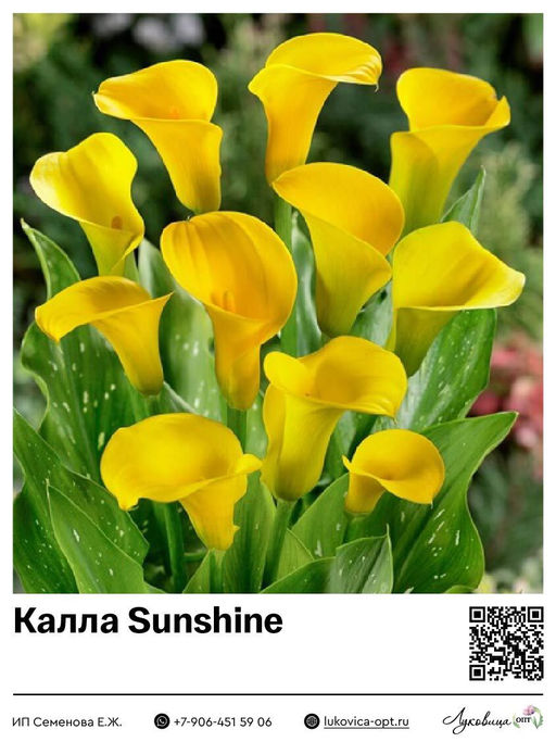 Калла Sunshine