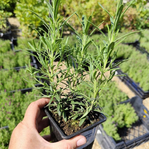 Розмарин Рози Про - Долина роз фото 3