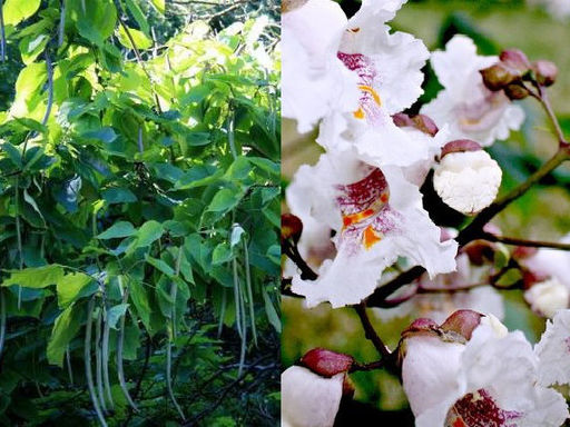 Катальпа бигнониевидная (Catalpa bignonioides) - Долина роз фото 2