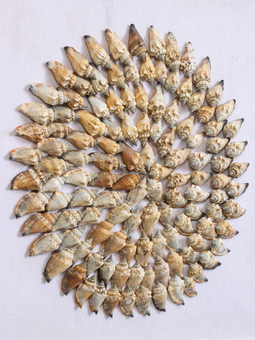 Панно «Композиция из ракушек», 45×3×45 см