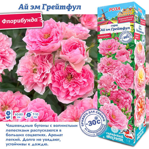 Роза Ай эм Грейтфул (Флорибунда) 1шт