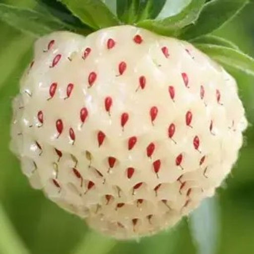 Клубника Пайнберри