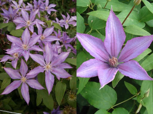 Клематис Дороти Валтон - Долина роз фото 4