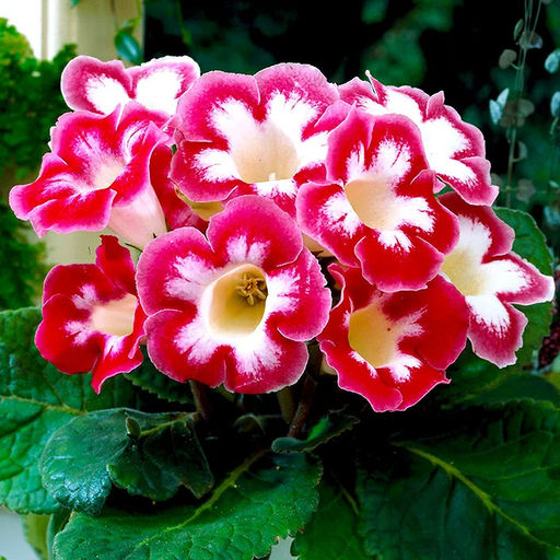 Глоксиния Blanche de Meru - Голландские луковицы фото 2