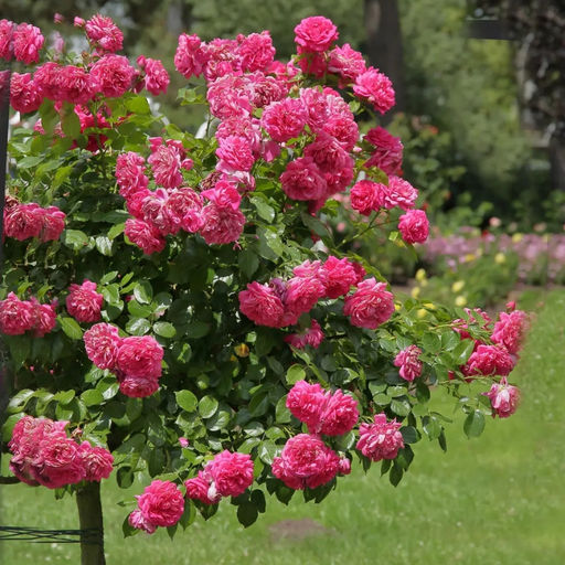 Роза Лагуна