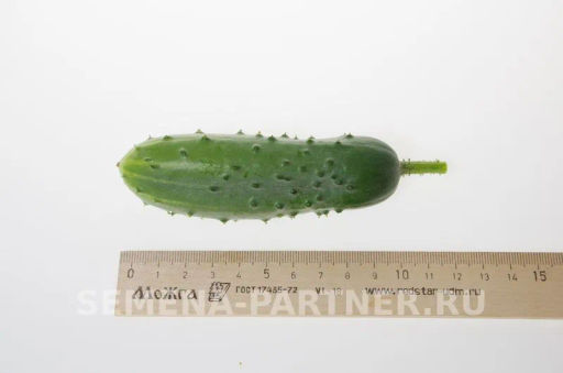 Огурец пчелоопыляемый Ласточка - Партнер фото 4