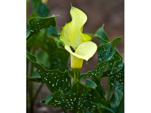 Калла Black Magic (Блек Меджик) - Долина роз фото 3